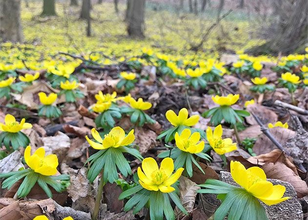 In diesen Tagen wirklich einen Ausflug wert: die Winterlinge im Rautal.