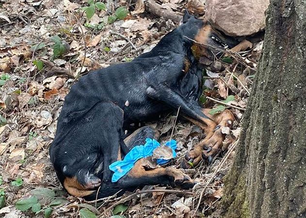 Die Dobermann-Hündin wurde am Ostermontag zwischen Großbockedra und Magersdorf gefunden.