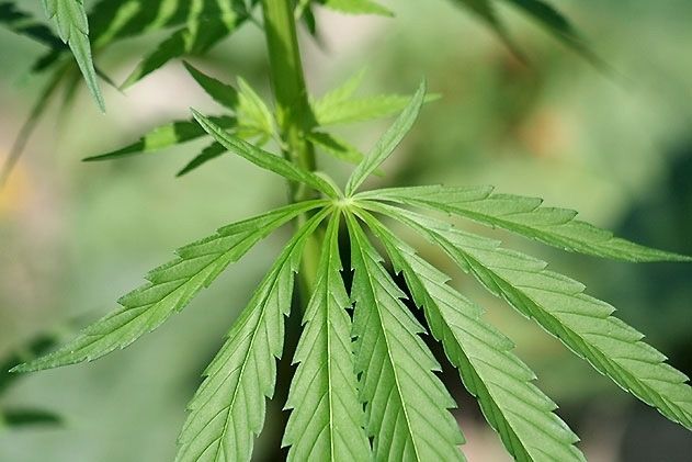 Starker Cannabis-Geruch ist einem Mann in Jena-Lobeda zum Verhängnis geworden.