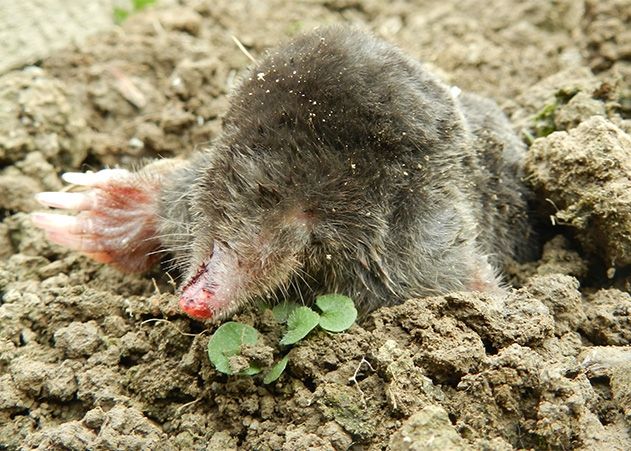 Der 47-jährige Mann hat sich bei der ungewöhnlichen Maulwurfsjagd schwer verletzt.