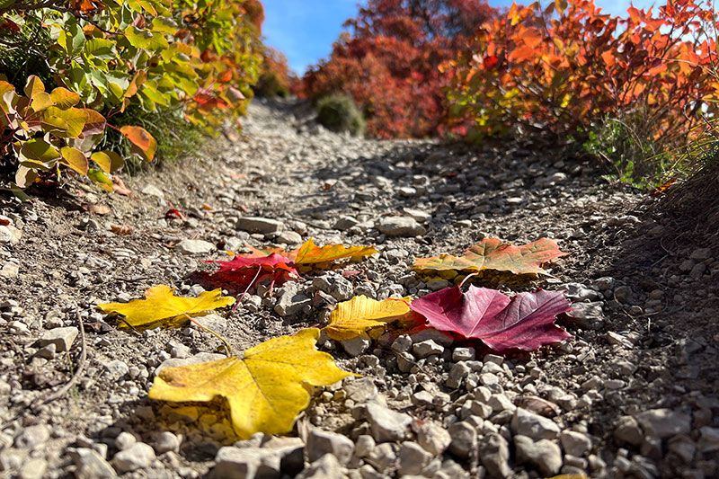 Der besondere Wander-Tipp in Jena: Die Perückensträucher im Mühltal oberhalb der Papiermühle leuchten zur Zeit in wunderbaren Farben.