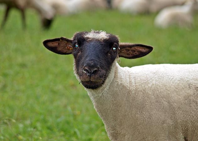 Ein Rhönschaf-Lamm wurde in Jena-Wogau gestohlen und gleich geschlachtet.