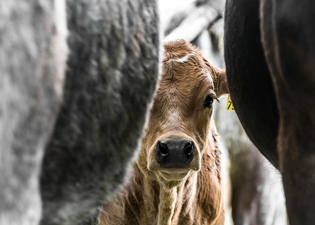 An der B7 in Jena sind mehrere Tiere einfach freigelassen worden.