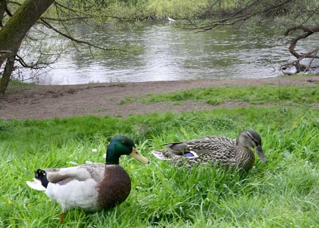 Wurde dieses Pärchen an der Promenade am Wenigenjenaer Ufer durch den diesjährigen „Saaleputz“ beim Brüten gestört? Scharfe Kritik jedenfalls an der alljährlichen und von der Stadtführung unterstützten Bürgeraktion kam von der Grünen Jugend Jena.