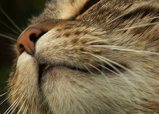 Die Katze konnte wohlbehalten ihrer Besitzerin übergeben werden.