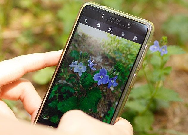 Wildwachsende Pflanzen erkennen – eine Smartphone-App macht’s möglich.