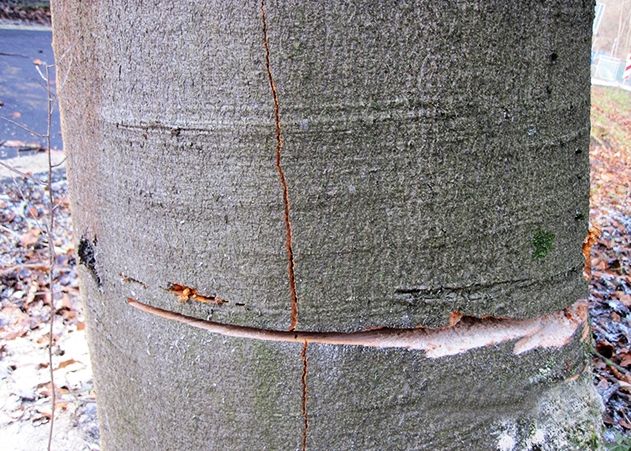 Auf die Meldung, dass in der Nacht von Montag auf Sonntag an der B 7 zwischen Jena und Isserstedt ein Baum angesägt wurde, meldete sich ein Zeuge bei der Polizei.