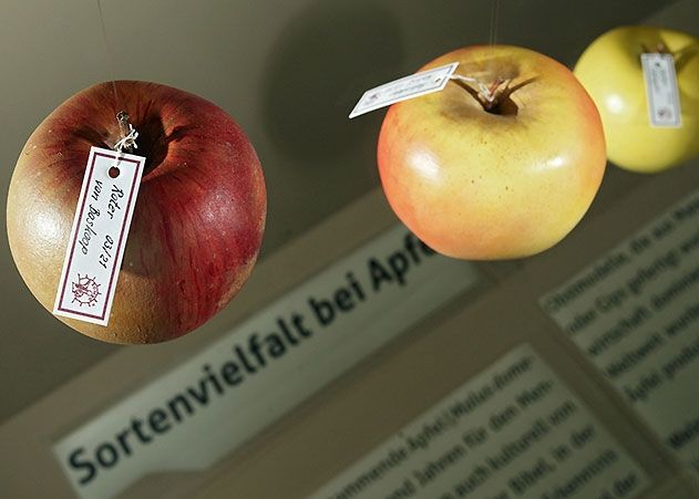 Apfel ist nicht gleich Apfel. Josephine Kschonsek von der Uni Jena möchte untersuchen, ob alte Apfelsorten wie Roter Boskoop eine geringere allergische Reaktion bei Birkenpollenallergikern auslösen als neuere Sorten wie Jonagold.