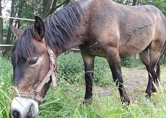 Hengst Milo, deutlich zu sehen die lange Naht an der Flanke sowie an der Brust.