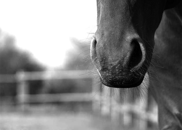 Erneut wurde ein Pferd auf einer Koppel verletzt.