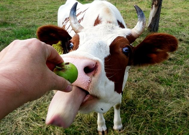 Für Tierrechte: Am Welt-Vegan-Tag wird weltweit die vegane Lebensweise gefeiert.