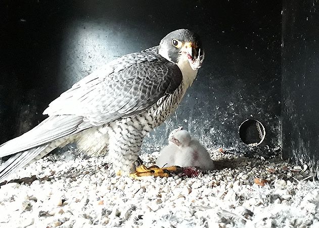Ein männlicher Altvogel bei der Fütterung der Jungen.