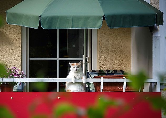 Dieser süße Bewohner sitzt gern auf dem Balkon und schaut sich um.